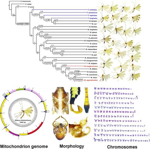 Panel of results from an integrative analysis combining molecular, cytogenetic, and morphological data to illustrate phylogenetic relationships and reconstructed ancestral states of chromosome numbers for hangingflies.