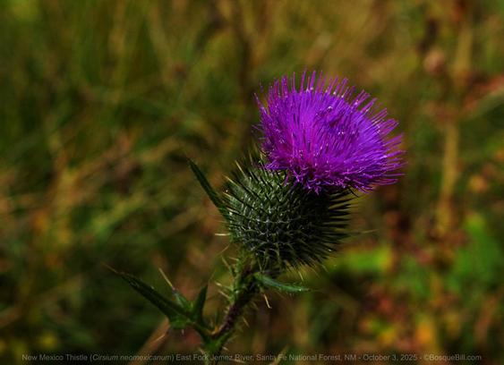 A green sphere of spikes is at the terminus of a brown stalk and from it extends a profusion of thin purple florets. The background is out-of-focus green and brown grasses oriented at all angles.
©BosqueBill.com