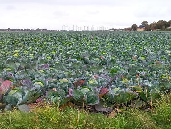 Ein Blick über ein riesiges Feld voller Kohlköpfe.