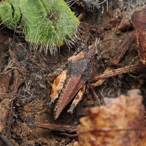 A top-down, close-up view of a squat, robust grasshopper sitting in dirt. It is dark, orange, and rusty-red.