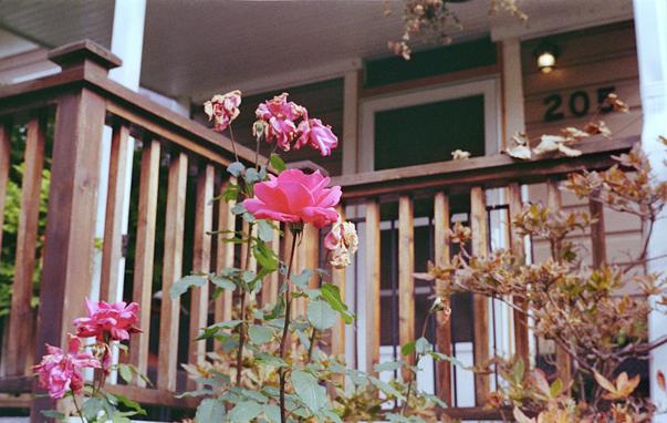 flower