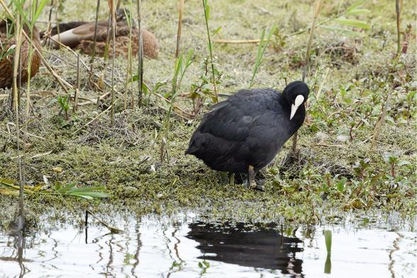 A striking black waterbird, likely a Coot, stands by a reedy edge with its reflection visible in the water. See more bird photography at http://www.lukehaigh.co.uk. #Birds #lukehaigh #birdphotography #photography