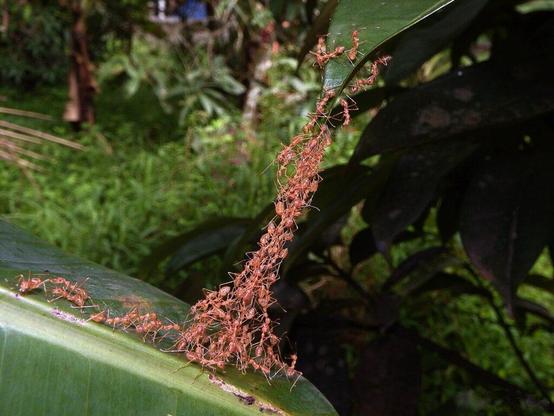 les-fourmis-tisseuses-petites-ouvrieres-grandes-ingenieures-1