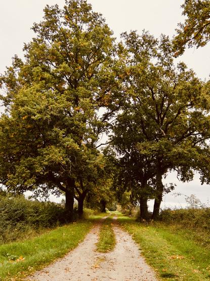 Un chemin qui part sous deux rangées d’arbres. La partie du milieu, épargnée car pas sous les roues des véhicules, reste bien verte.