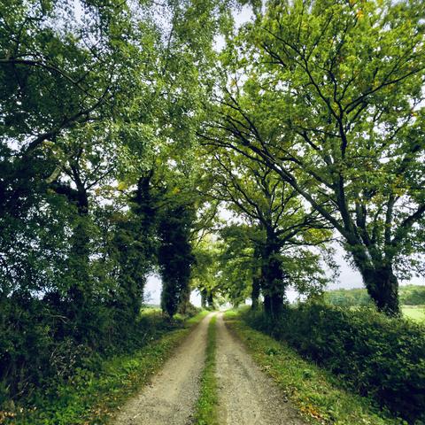 Un autre chemin, toujours sous deux rangées d’arbres. La partie du milieu, épargnée car pas sous les roues des véhicules, reste bien verte.