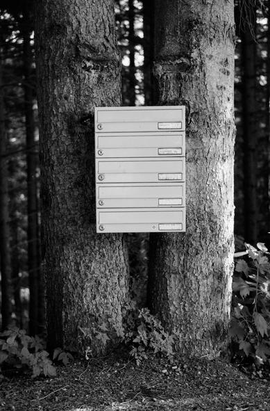 The black and white image shows a set of six rectangular mailboxes mounted unusually on two adjacent tree trunks in a forest. The rough bark of the trees contrasts with the smooth, metallic surface of the mailboxes, creating a striking juxtaposition between nature and human design.