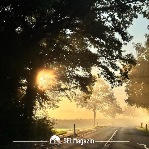 Straße im Nebel und bei Morgensonne