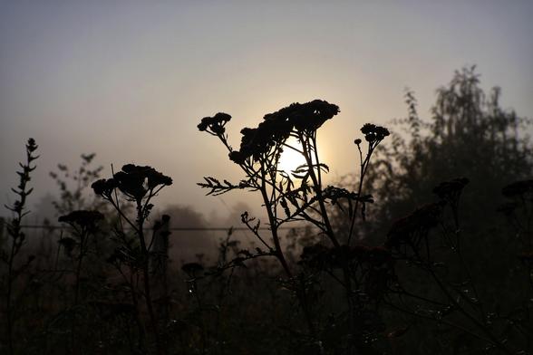 A tranquil misty morning scene featuring the silhouettes of tall tansy plants, their intricate, button-like flower clusters standing out against the soft, hazy sky. The low morning sun casts a gentle glow, backlighting the plants and creating a striking contrast between their dark outlines and the pale, misty background. The atmosphere is calm and slightly mysterious, with the mist adding a dreamy, ethereal quality to the landscape. The image beautifully captures the quiet beauty of nature in the early morning.
