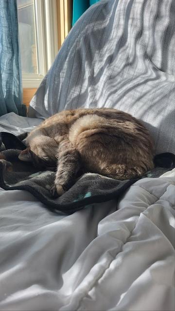 Lulu the cat asleep on the couch, with one paw stretched out.