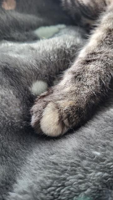 Close up of Lulu the cat's paw.
