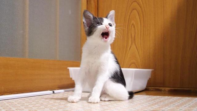 お腹いっぱいになった子猫がママに抱っこをおねだりする⁉【赤ちゃん猫　保護猫】