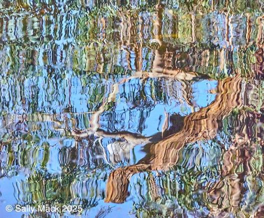 Color photo of a reflection of a tree in slightly moving water. Because it's a reflection, the top of the tree is at the bottom of the photo. Branches and leaves, all distorted, can be seen throughout with blue sky in the background.