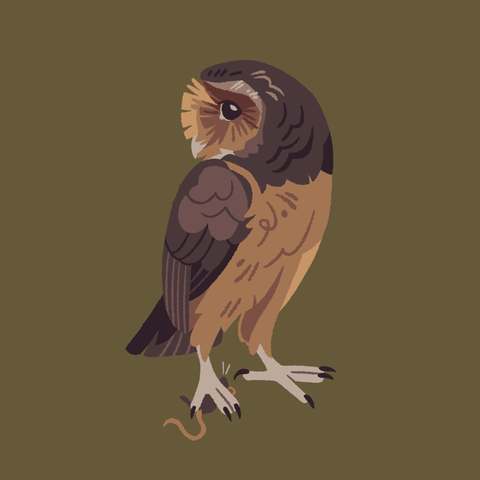 A painting of a barn owl with a melanistic color mutation. Its head is twisted around over its back, and it's standing on the ground, one foot on a small rodent.