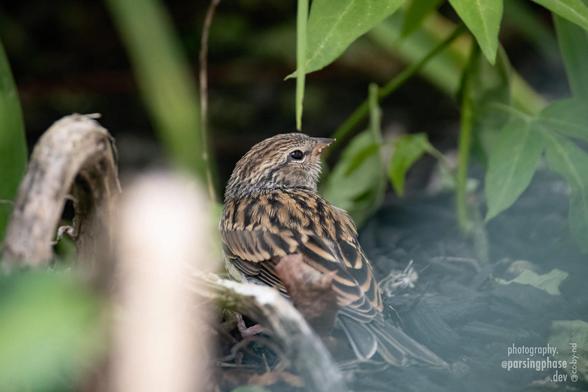 A boldy-patterned gray-brown sparrow looks up from foraging among roots and plants.