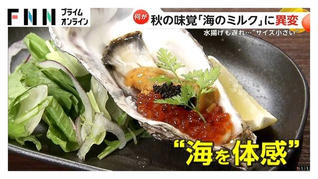 秋の味覚「カキ」に異変　猛暑の影響で生育・水揚げに遅れ…サイズも小さく　福岡・糸島市では“復活”の朗報