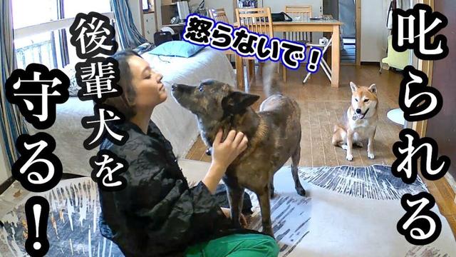 どんな状況でも後輩犬が叱られそうになるとすぐに守りに来る甲斐犬先輩が尊い！　 #甲斐犬 #柴犬　#dog