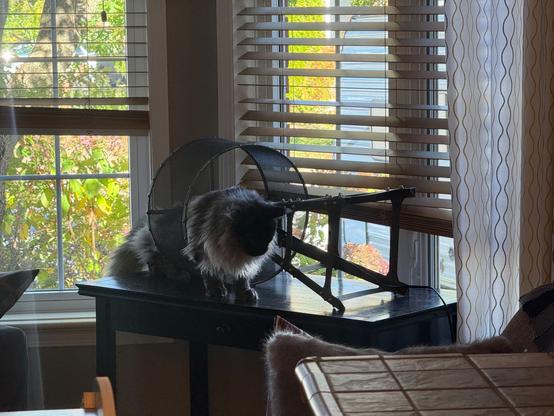 Me, a massive Maine coon Kitty, taking a leisurely stroll through the shape of the lamp I just knocked over and broke.