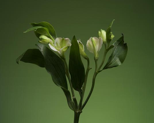 Photograph of a green and white alstroemeria flower on a green background.