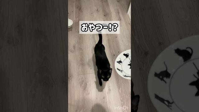 察知する黒猫ボンベイ　#子猫 #cat #bombay #ねこ #ねこ動画 #ねこのいる生活 #ねこのいる暮らし #猫好きさんと繋がりたい #かわいい #癒やし #おやつ #鶏肉 #セリア