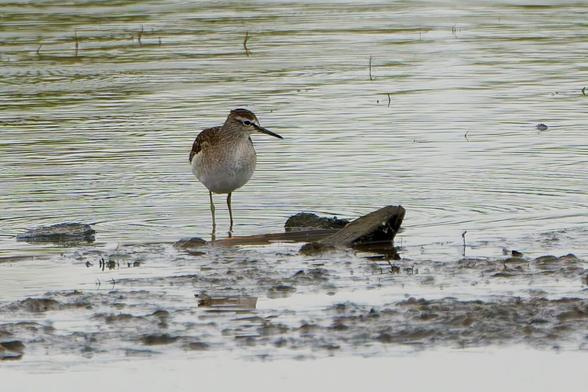 A solitary Wood Sandpiper stands patiently in the shallows on a muddy bank. The water is calm and reflects the light beautifully. Great capture! For more bird photos, visit http://www.lukehaigh.co.uk
#Birds #lukehaigh #birdphotography #photography