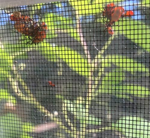 A collection of bright orange-red Large Milkweed Bugs are basking in tightly huddled clumps at the top of a window screen. They are mostly outside, although one or two are inside the screen. They are a mix of sizes and developmental stages (instars). In the background out of focus, but still recognizable by the green silhouette against a dark background, is a vine with big three-part leaves. The plant is Passiflora incarnata, purple passionflower.