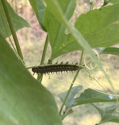 A dark, spiky caterpillar with red and white striped running the length of its body. It’s clinging to a stem of Passiflora incarnata, which is its host plant. It’s almost certainly the larval stage of the Variegated Fritillary butterfly.