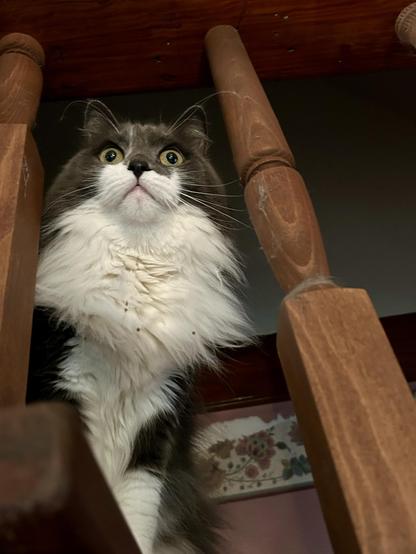 Looking up from below at a grey and white floofy kitty who is standing between two posts on the stairs, looking proud and magnificent. Her ruff is super fluffy but it does have some little bits of food on it. Perhaps that detracts from her magnificence, perhaps not. Her eyes are so intense.