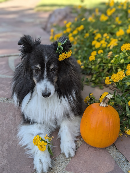 Daisy with some yellow flowers