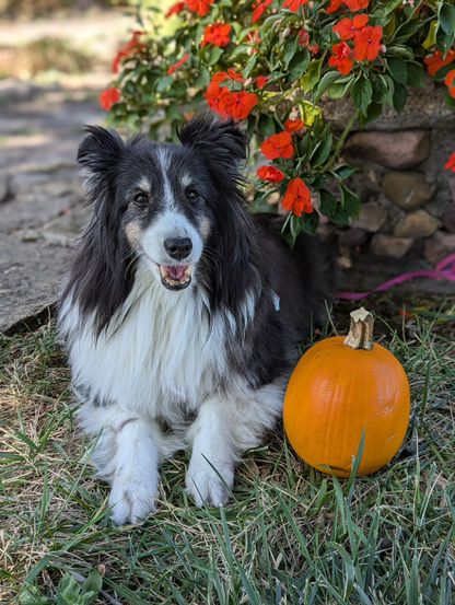 Daisy with pumpkin