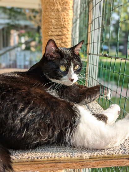 Betty on her Catio
