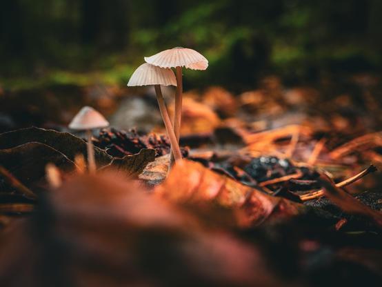 Kleine helle Pilze im Wald
