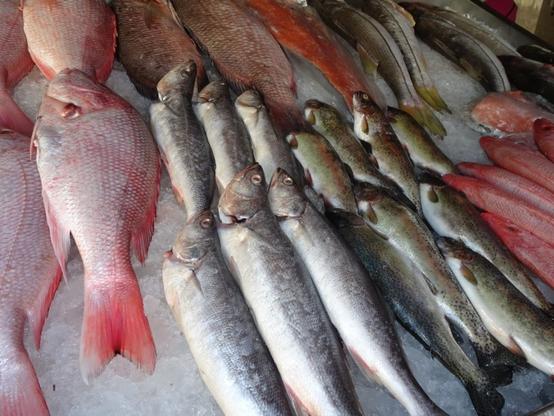 pescado