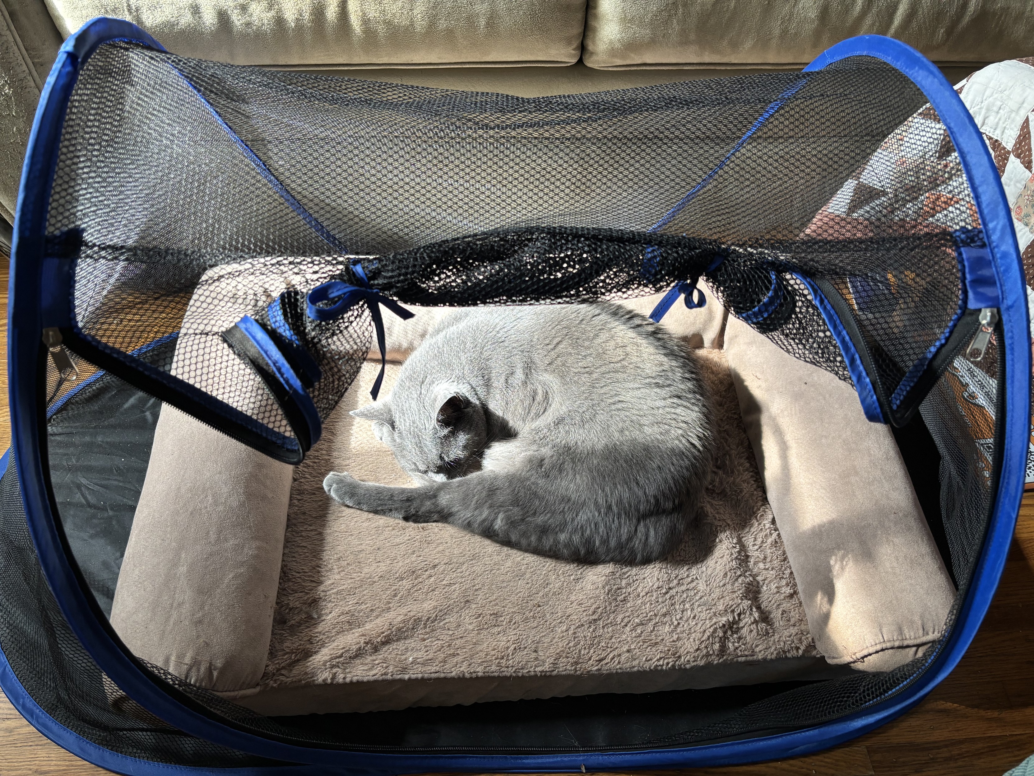 grey cat asleep on grey bed in sunshine coming through a netting tent