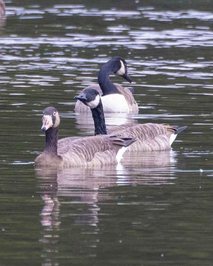 Kanadagans und Mischling Kandagans-Graugans schwimmend