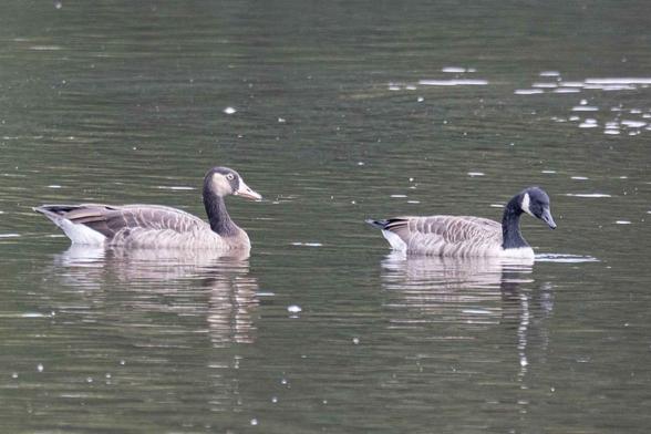 Kanadagans und Mischling Kandagans-Graugans schwimmend