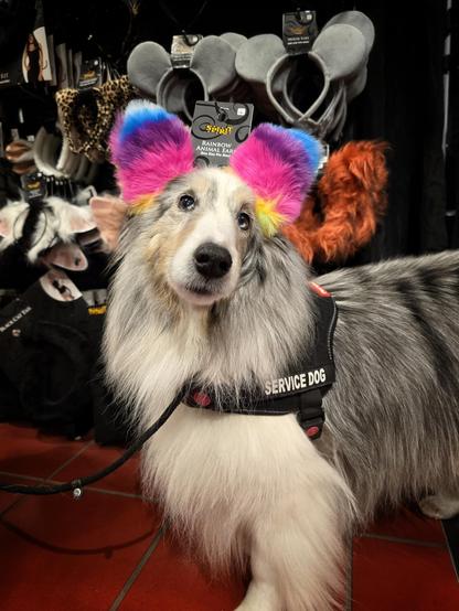 A dog in a service vest is wearing a set of fuzzy rainbow "animal ears" in a costume store.