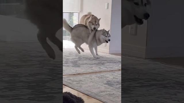 興奮して暴れ狂うハスキー姉妹 #シベリアンハスキー #ハスキー #ハスキー犬