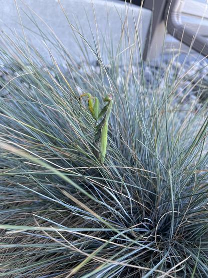 A large praying mantis sitting on the blades of some decorative grasses in our front yard. She's in profile and turning her head slightly to look at the photographer.