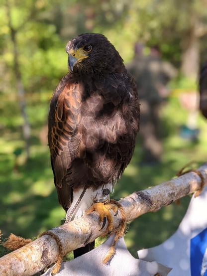 A close-up of a majestic hawk perched on a horizontal wooden branch, wrapped with what appears to be a banner and rope. The bird is facing slightly to the left, showcasing its rich brown and dark plumage, with distinctive chestnut-coloured feathers on its shoulders and chest. Its sharp, brown eyes and hooked beak are prominent, giving it a focused and alert expression. The background is softly blurred, featuring greenery.