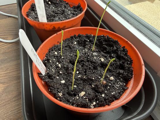 Photo of a plant pot with four seedlings growing up from the soil.