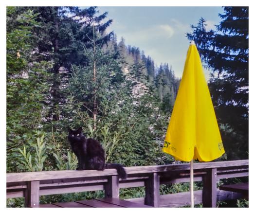 Color photograph of a black cat sitting on a wooden railing in front of a green, wooded mountainside. To the right is a bright yellow parasol with the inscription Elmer Citro, standing on the terrace of the Tschinglenwirtschaft restaurant.