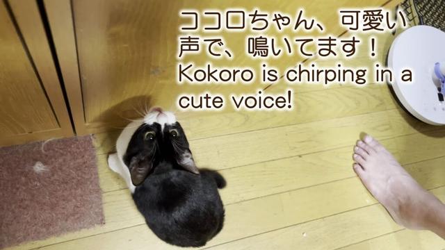 ココロちゃん、可愛い声で、鳴いてます！Kokoro is chirping in a cute voice!