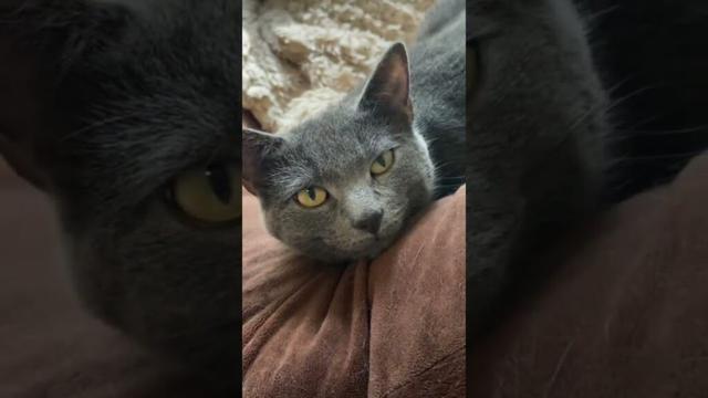 @toebeanshq: Bella loves forehead to pillow ✨ #cat #catlover #kitty