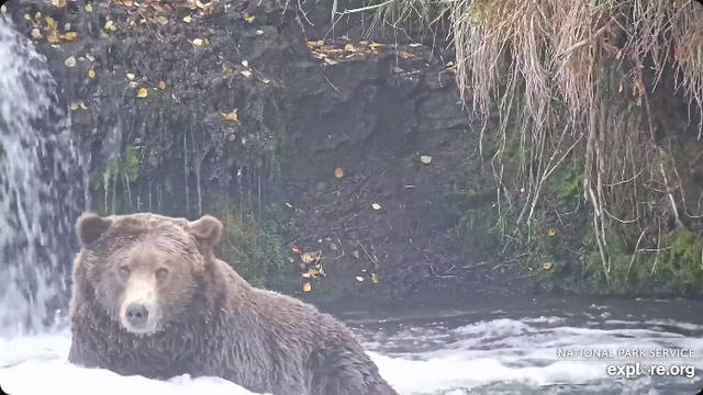 A huge brown bear sits in a rushing river.
