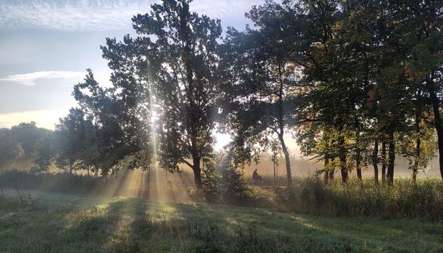 Picture of trees lining a road. The road itself is not visible, but the line of trees and a single cyclist seen from the side make clear where it is. Through the canopy of a tree in the middle of picture, a low morning sun shines, sun rays visible through the leaves and branches, above a slightly foggy meadow. The bottom leaves of the trees on the right light up due to the sun.