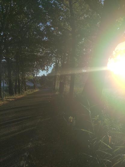 View of a road running from bottom-left to the horizon. Grey tarmac, lined by trees, green leaves, on both sides of the road. Shadows caused by a low morning sun behind the trees on the right. Overexposure of the photo on the right edge due to direct sun light.