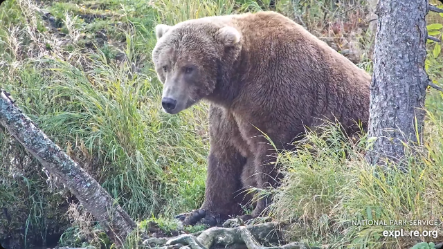 Large brown bear sits at the river's edge.