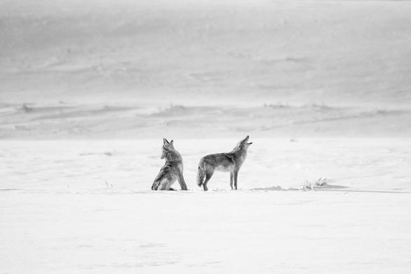 Two coyotes sitting in a snow-covered field, howling.