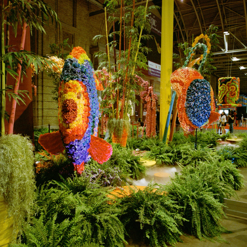 Ferns surround churning mist rising from pools, above which hover giant sunfish constructed of bright multicoloured flowers.