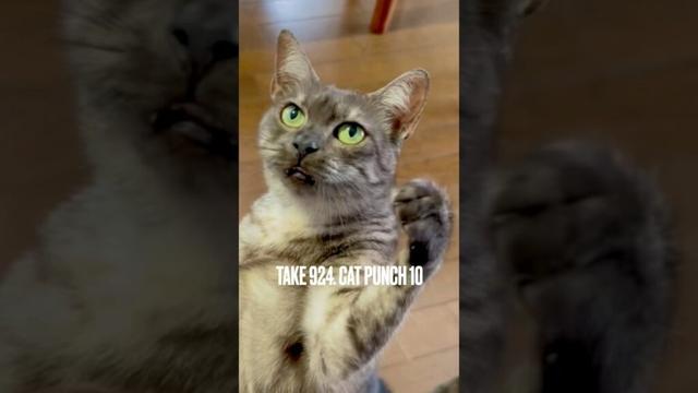 #キャットパンチ炸裂 #catpunch #猫玩具 #毎日おねだり #猫とあそぶ #egyptianmaucat #エジプシャンマウ #エジプシャンマウスモーク #shorts